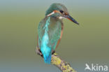 IJsvogel (Alcedo atthis)