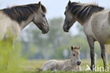 Konik Horse (Equus spp)