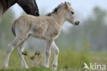 Konik horse (Equus spp)