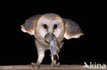 Barn Owl (Tyto alba)