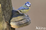 Blue Tit (Parus caeruleus)