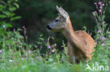 Roe Deer (Capreolus capreolus)