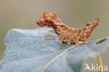 Bleke eenstaart (Falcaria lacertinaria)