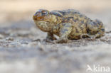 Gewone pad (Bufo bufo)