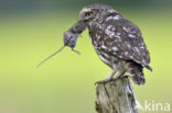 Little Owl (Athene noctua)