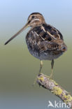 Common Snipe (Gallinago gallinago)