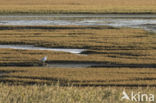 Glasswort (Salicornia spec)