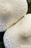 Parasolzwam spec. (Lepiota spec)