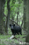 Wild Boar (Sus scrofa)