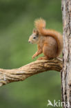 Red Squirrel (Sciurus vulgaris)