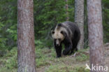 Bruine beer (Ursus arctos)