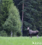 Elk (Alces alces)