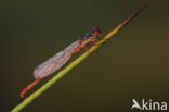 Small Red Damselfly (Ceriagrion tenellum)