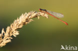 Small Red Damselfly (Ceriagrion tenellum)