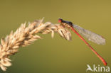 Small Red Damselfly (Ceriagrion tenellum)