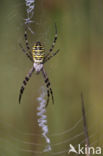 wasp spider (Argiope bruennichi)