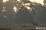 Red Deer (Cervus elaphus)