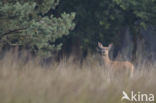 Red Deer (Cervus elaphus)