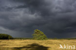 Scots Pine (Pinus sylvestris)