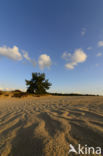 Nationaal Park De Hoge Veluwe