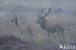 Red Deer (Cervus elaphus)