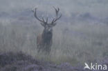 Red Deer (Cervus elaphus)