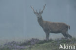 Red Deer (Cervus elaphus)