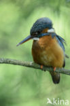 IJsvogel (Alcedo atthis)