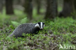 Badger (Meles meles)