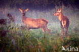 Red Deer (Cervus elaphus)