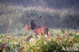 Red Deer (Cervus elaphus)