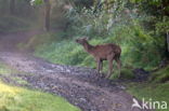 Red Deer (Cervus elaphus)