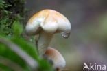 Zeepzwam (Tricholoma saponaceum)