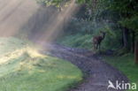 Red Deer (Cervus elaphus)