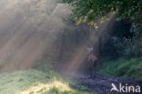 Red Deer (Cervus elaphus)