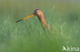 Black-tailed Godwit (Limosa limosa)