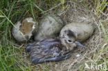 Grutto (Limosa limosa)