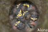 Great Tit (Parus major)