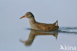 Waterrail (Rallus aquaticus)