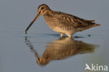 Common Snipe (Gallinago gallinago)