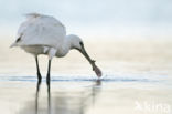 Eurasian Spoonbill (Platalea leucorodia)