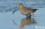 Common Snipe (Gallinago gallinago)