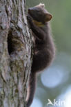 Pine Marten (Martes martes)