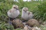 Pied Avocet (Recurvirostra avosetta)