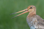 Black-tailed Godwit (Limosa limosa)