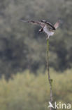 Osprey (Pandion haliaetus)