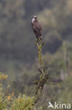 Osprey (Pandion haliaetus)