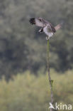 Visarend (Pandion haliaetus)