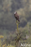 Osprey (Pandion haliaetus)