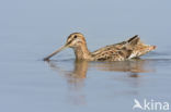 Common Snipe (Gallinago gallinago)